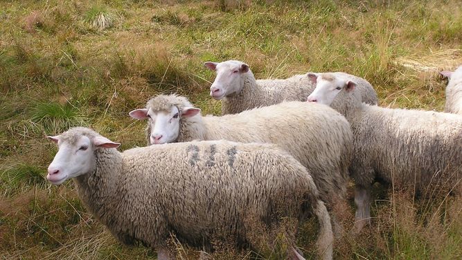Detienen a un hombre en Castilla-La Mancha por robar 237 ovejas