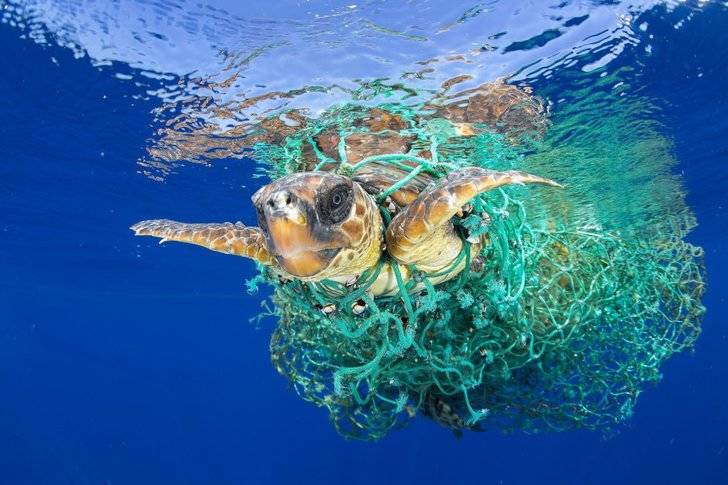 El español Francis Pérez gana el World Press Photo en la categoría de Naturaleza con la imagen titulada 'Caretta Caretta atrapada'