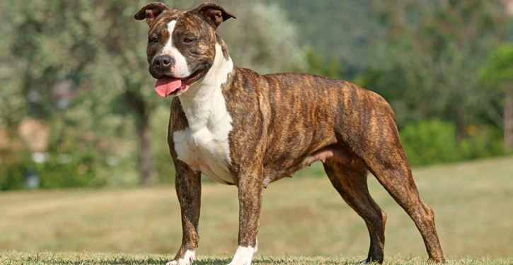 Llevar sueltos y sin bozal a dos perros catalogados como peligrosos le cuesta una denuncia a su dueño