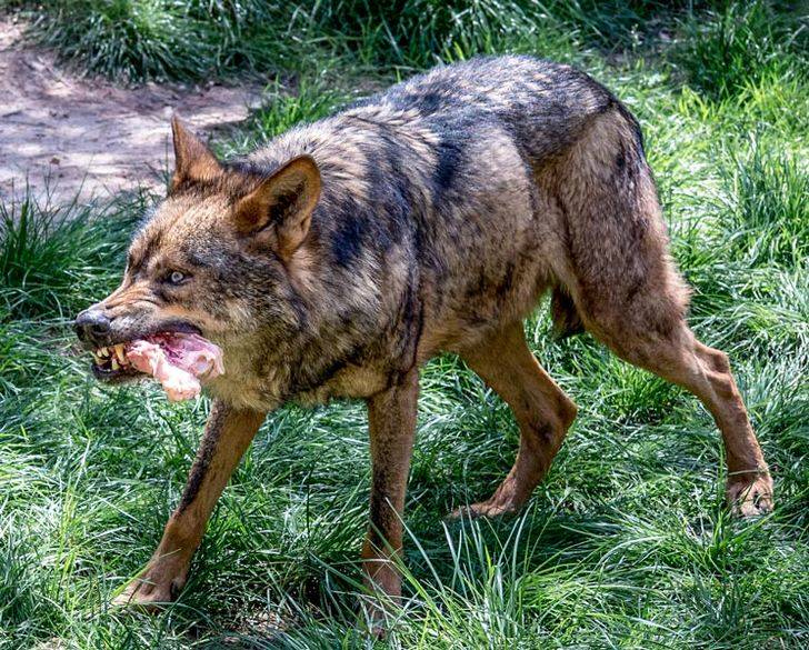 Un ternero muerto y otro herido por ataques de lobos en Guadalajara