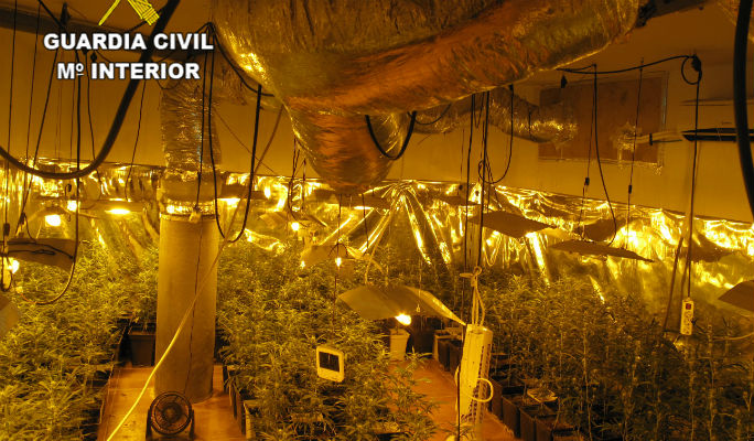 Se incautan 773 plantas de marihuana en una urbanización de Chiloeches