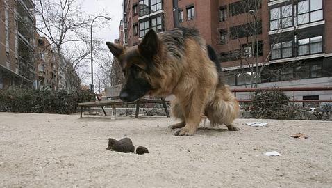 Nuevos denunciados en Guadalajara por no recoger las deposiciones de sus mascotas