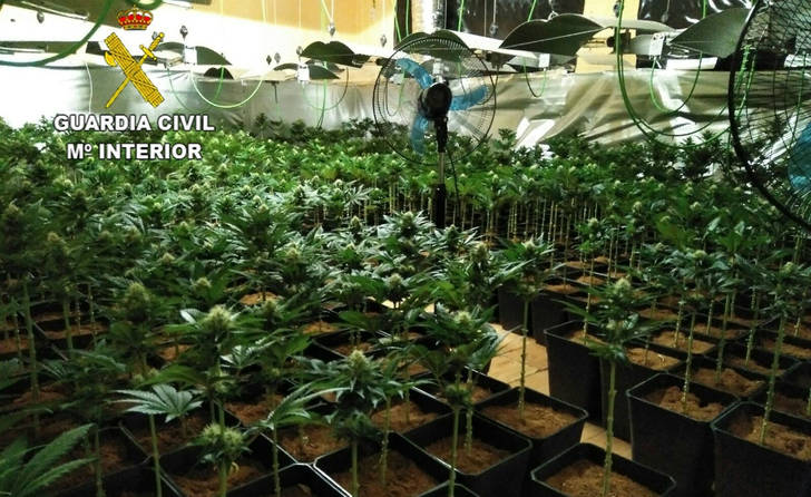 Incautan 1.865 plantas de marihuana y detienen a dos personas en Guadalajara