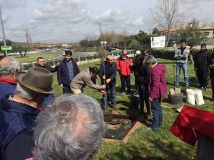 Sánchez-Seco asiste en Torrejón del Rey a la plantación de un olmo libre de grafiosis