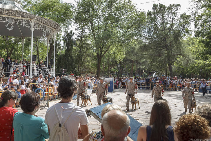 Exhibición de paracaidistas y demostraciones caninas en Guadalajara con motivo del Día de las Fuerzas Armadas