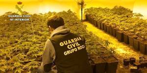 La Guardia Civil detiene a dos personas por cultivar 1.424 plantas de marihuana en una vivienda unifamiliar en Albalate de Zorita