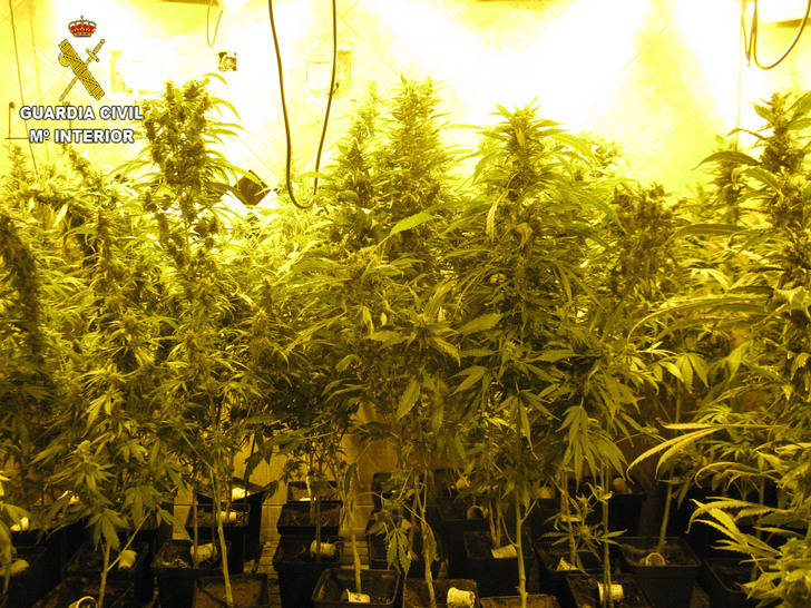 Dos detenidos por cultivar 547 plantas de marihuana en un chalet de Torrejón de Rey