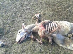 Los lobos matan tres ovejas en Carrascosa de Henares