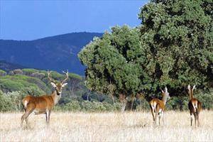 Emergencia cineg&#233;tica: Demasiados ciervos amenazan los cultivos de la Comarca Molinesa