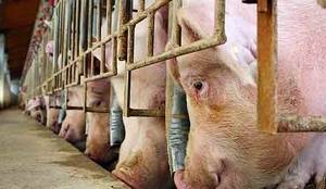 Recogen 1.600 firmas contra una granja de porcino en Guadalajara, cuyo promotor es hijo de la alcaldesa