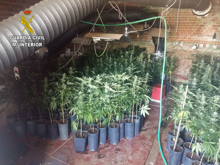 La Guardia Civil detiene a una persona por cultivar marihuana en Uceda