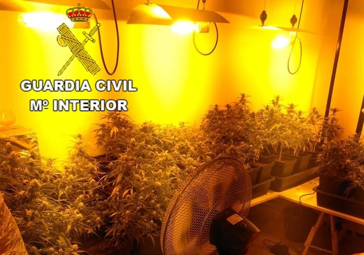 La Guardia Civil pilla en una casa de Pioz 1.318 plantas de marihuana