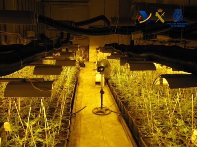 Desarticulado en Guadalajara parte de un grupo criminal dedicado al cultivo ilegal indoor de marihuana para su exportación a Reino Unido