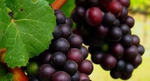 Autorizadas tres nuevas variedades de uvas en Castilla La Mancha : la tinta Moribel y las blancas Garnacha Blanca y Planta Nova