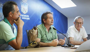 Gracias a la t&#233;cnica del hacking de halcones, el ayuntamiento de Guadalajara controla la proliferaci&#243;n de palomas 