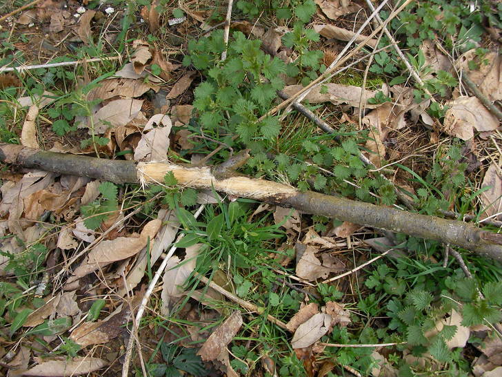 Enfado monumental de los agricultores de la provincia de Guadalajara que exigen medidas urgentes y multas