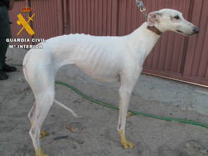 Recuperado un galgo que fue robado en Guadalajara y deambulaba a cientos de kilómetros