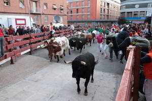 Multitudinario Encierro este s&#225;bado de Ferias en Guadalajara : 1 corneado por asta de toro