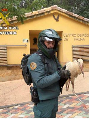 La Guardia Civil de Guadalajara recupera en Cabanillas una Cig&#252;e&#241;a Blanca (Ciconia ciconia)