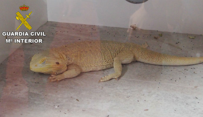 Denuncian a un individuo por vender y criar dragones barbudos en su casa de Azuqueca