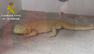 Denuncian a un individuo por vender y criar dragones barbudos en su casa de Azuqueca