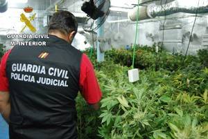Un detenido en El Casar por cultivar en su casa... &#161;3.410 plantas de marihuana!