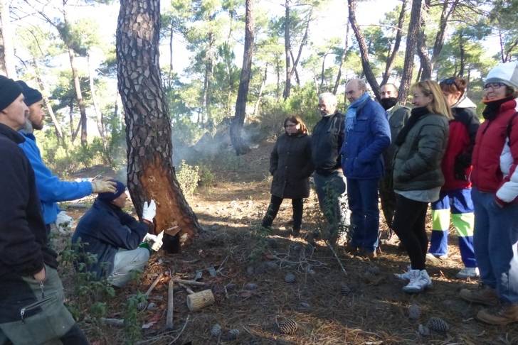 Enjuto pone en valor el trabajo de los resineros para los que la Diputación ha convocado ayudas por primera vez