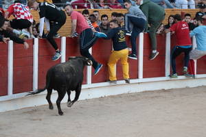 El primer encierro de las Ferias y Fiestas de Guadalajara 2017 se ha celebrado sin incidencias ni heridos por asta de toro.