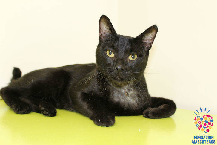 Un gato callejero de Alovera aparece herido gravemente con un disparo en una de sus patas delanteras