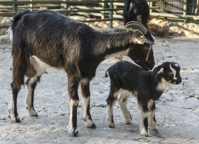 Alegría en el zoo de Guadalajara por el nacimiento de una cabra de Guadarrama, en peligro de extinción
