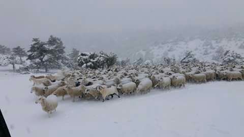 Rebaño de ovejas en Cantalojas. Foto : Antonio Arenas