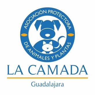 La Camada está desbordada porque al albergue llegan perros y gatos que no son de Guadalajara
