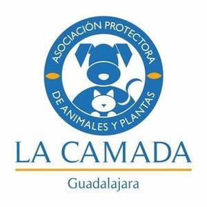 La Camada está desbordada porque al albergue llegan perros y gatos que no son de Guadalajara