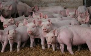 La Junta dice no a la macrogranja de cerdos de Cincovillas