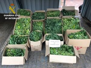 La Guardia Civil detiene a tres personas por cultivar 703 plantas de marihuana en Albalate de Zorita