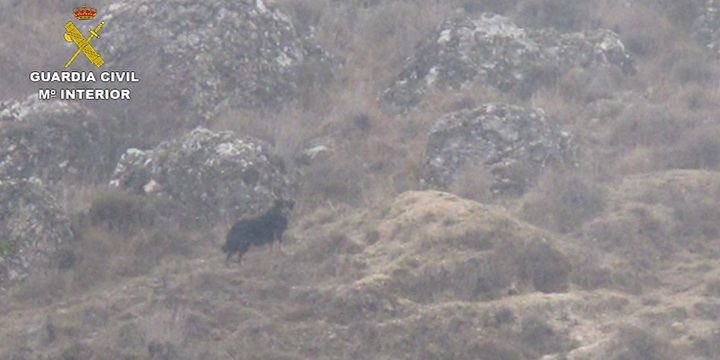 El avistamiento de un gran perro negro en el término de Jadraque comienza a desvanecer la teoría de la pantera de la Sierra