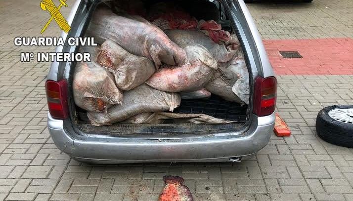 La Guardia Civil interviene en la Autovía del Nordeste una treintena de Siluros y Carpas que transportaban en un vehículo