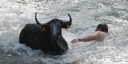Vacas por el Tajo: un coso fluvial único para un festejo taurino popular único
