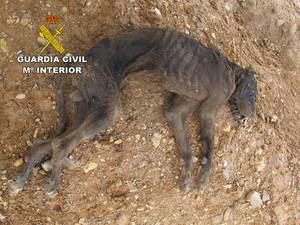 La Guardia Civil investiga la muerte de un perro en El Casar