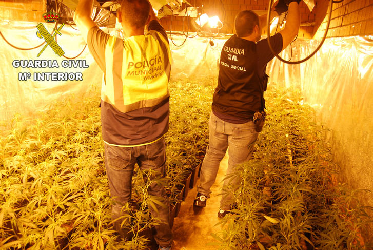 Mazazo de la Guardia Civil a la producción de marihuana en El Casar: 11 detenidos con más de 3.000 plantas