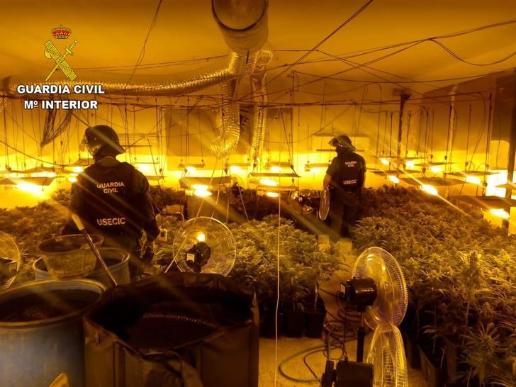 La Guardia Civil desmantela una plantación con más de 1.000 plantas de marihuana en Pioz