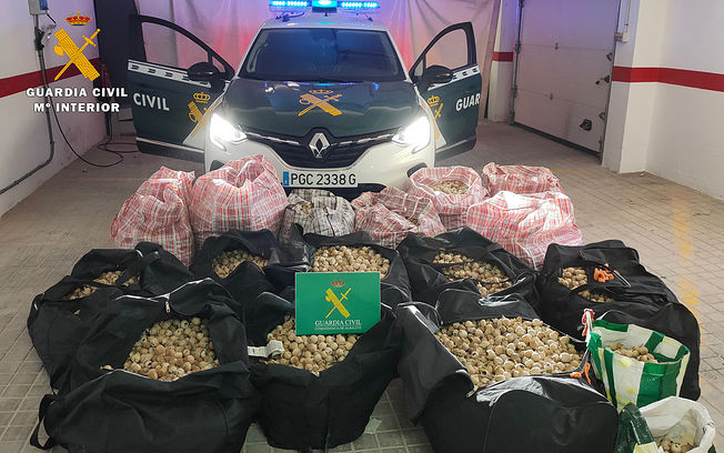 Detienen a 16 personas e incautan 447 kilos de adormidera robada de plantaciones legales en Barrax y La Roda