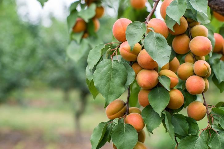 La producción de albaricoque en Castilla-La Mancha descenderá un 65%