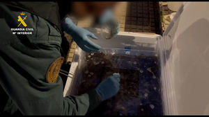 Detenido por tr&#225;fico y comercio ilegal de 170 kilos de angulas vivas en Guadalajara