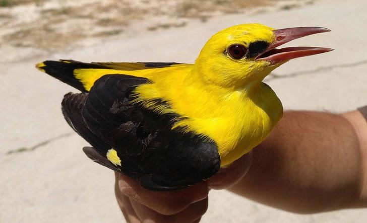 Estación de anillamiento científico de aves 'Hortensis' en Torremocha de Jadraque