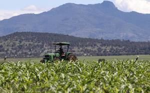 APAG denuncia robos de ma&#237;z a agricultores en varias zonas de Guadalajara