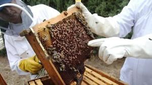 El sector apícola de COAG convoca movilizaciones el 11 de diciembre en Guadalajara