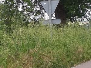 Arbancón denuncia el estado de abandono de las cunetas de la carretera GU-143