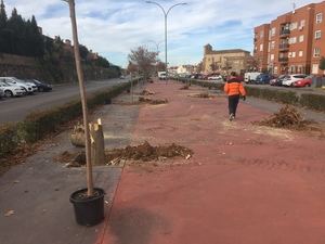 Sustituci&#243;n de 49 &#225;rboles enfermos o secos en la Avenida del Atance de Guadalajara