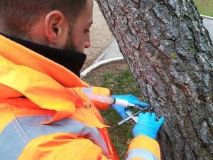 El ayuntamiento trata a más de 1.000 pinos de la ciudad de Guadalajara con endoterapia para reducir la procesionaria